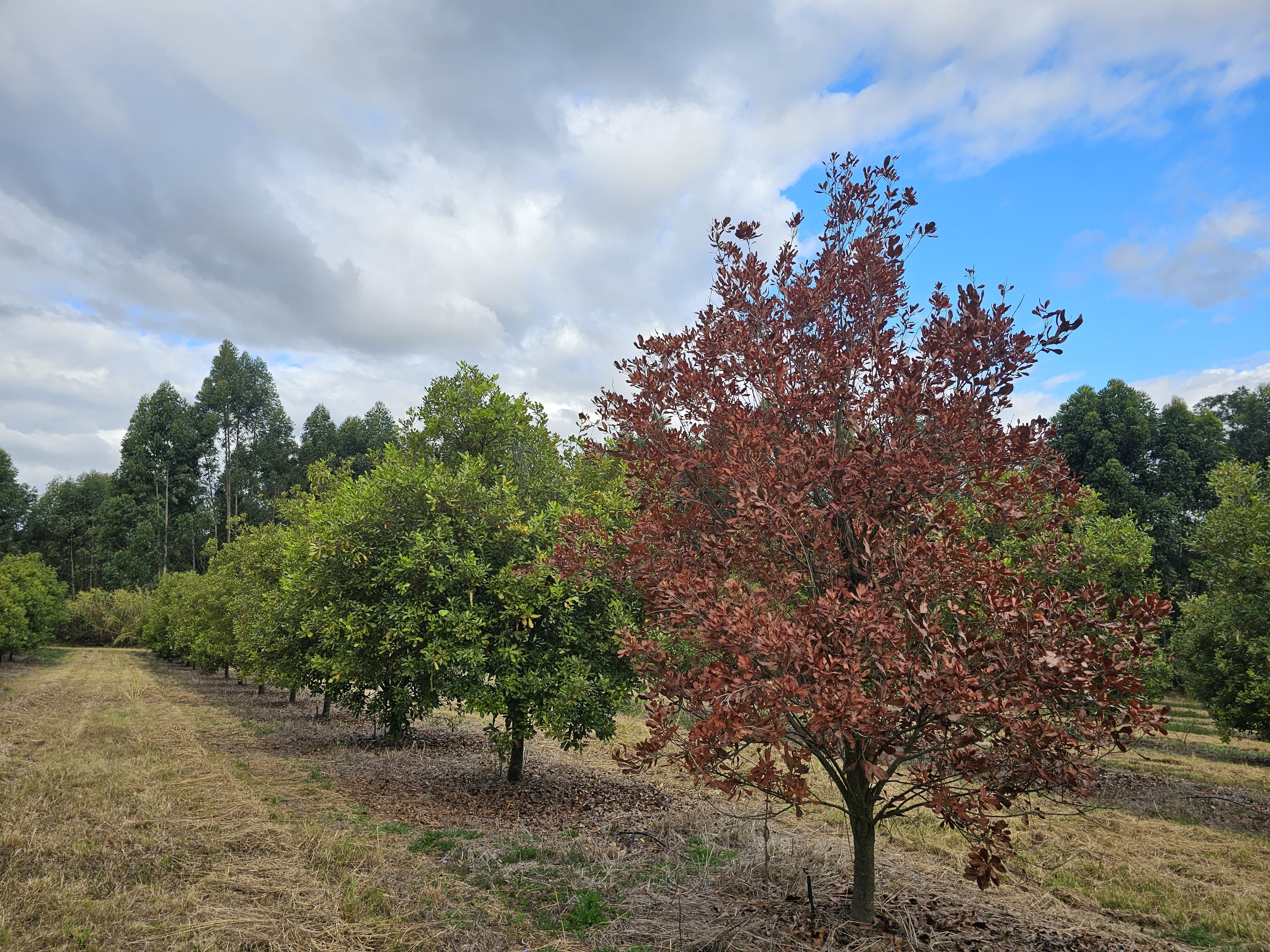 A stressed orchard tree standing next to healthy green trees in the same row