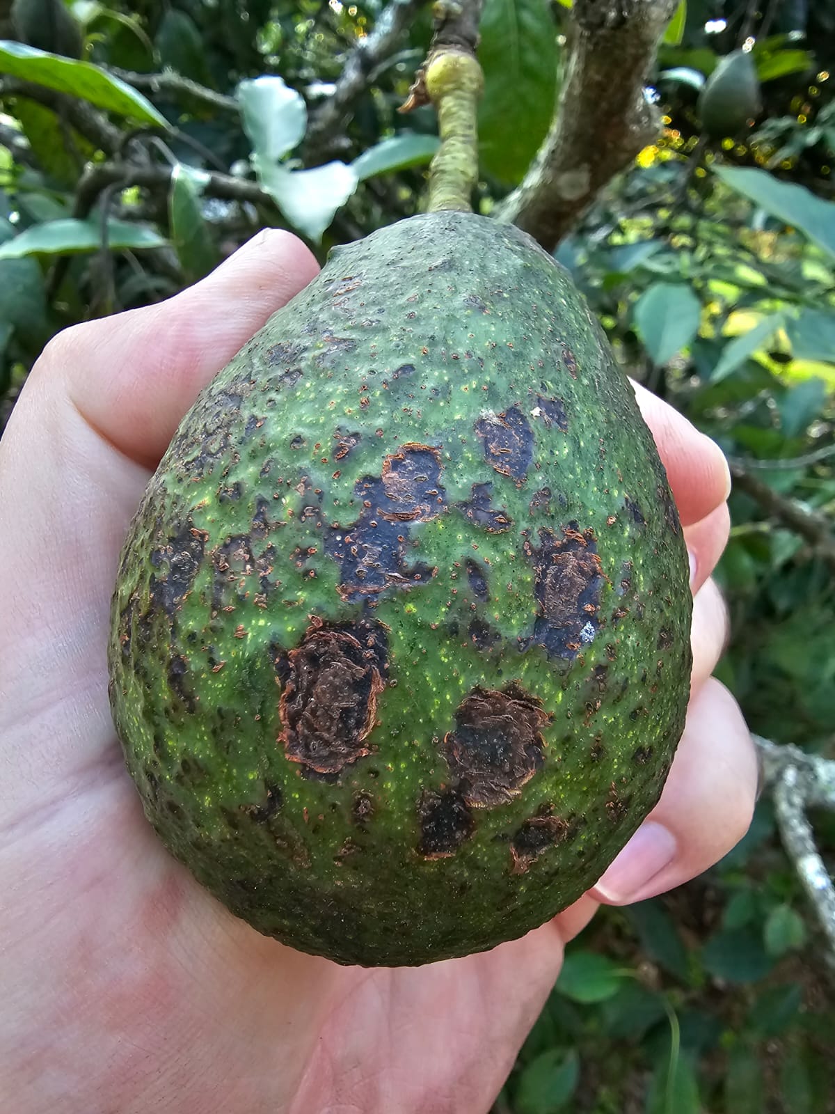 Green avocado held on the tree, showing dark corky lesions on the skin