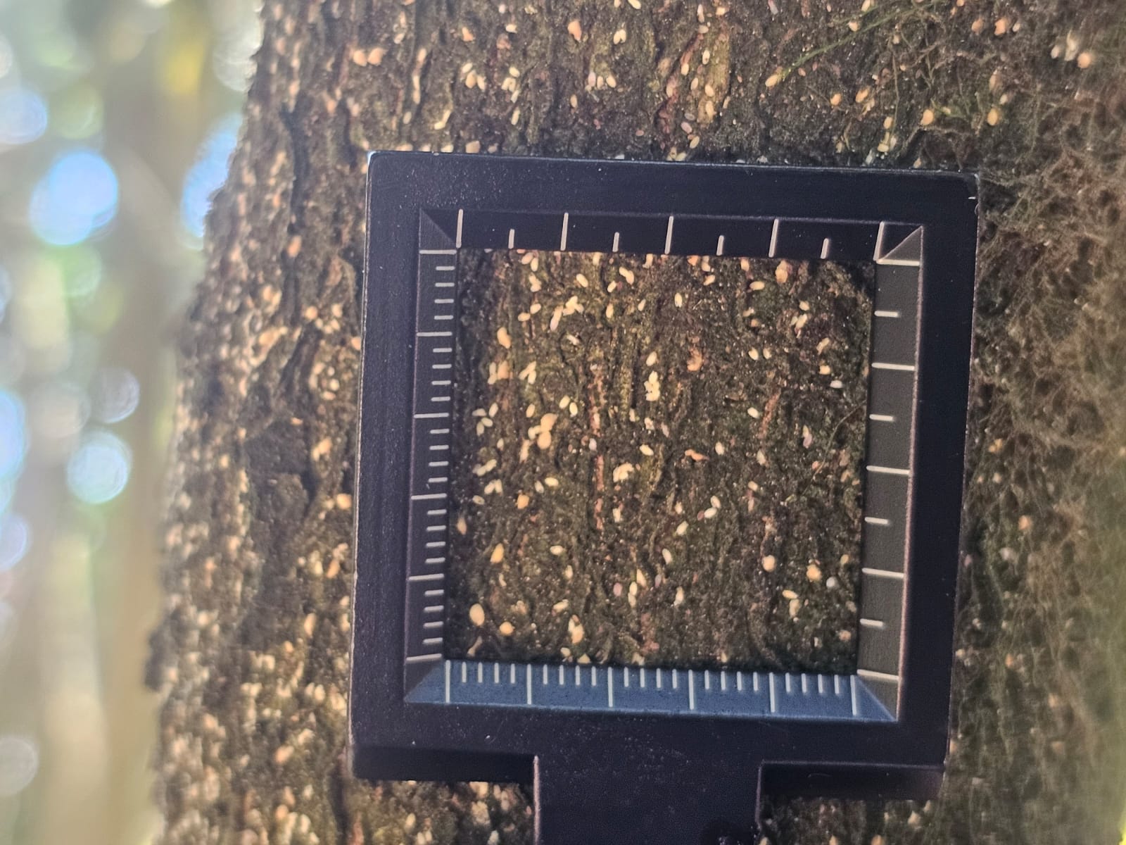 Counting frame held against bark to quantify scale insect density
