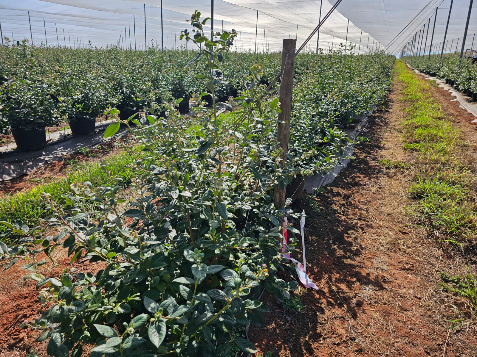 Blueberry bushes in bags under commercial shade netting, with unripe fruit on the plants