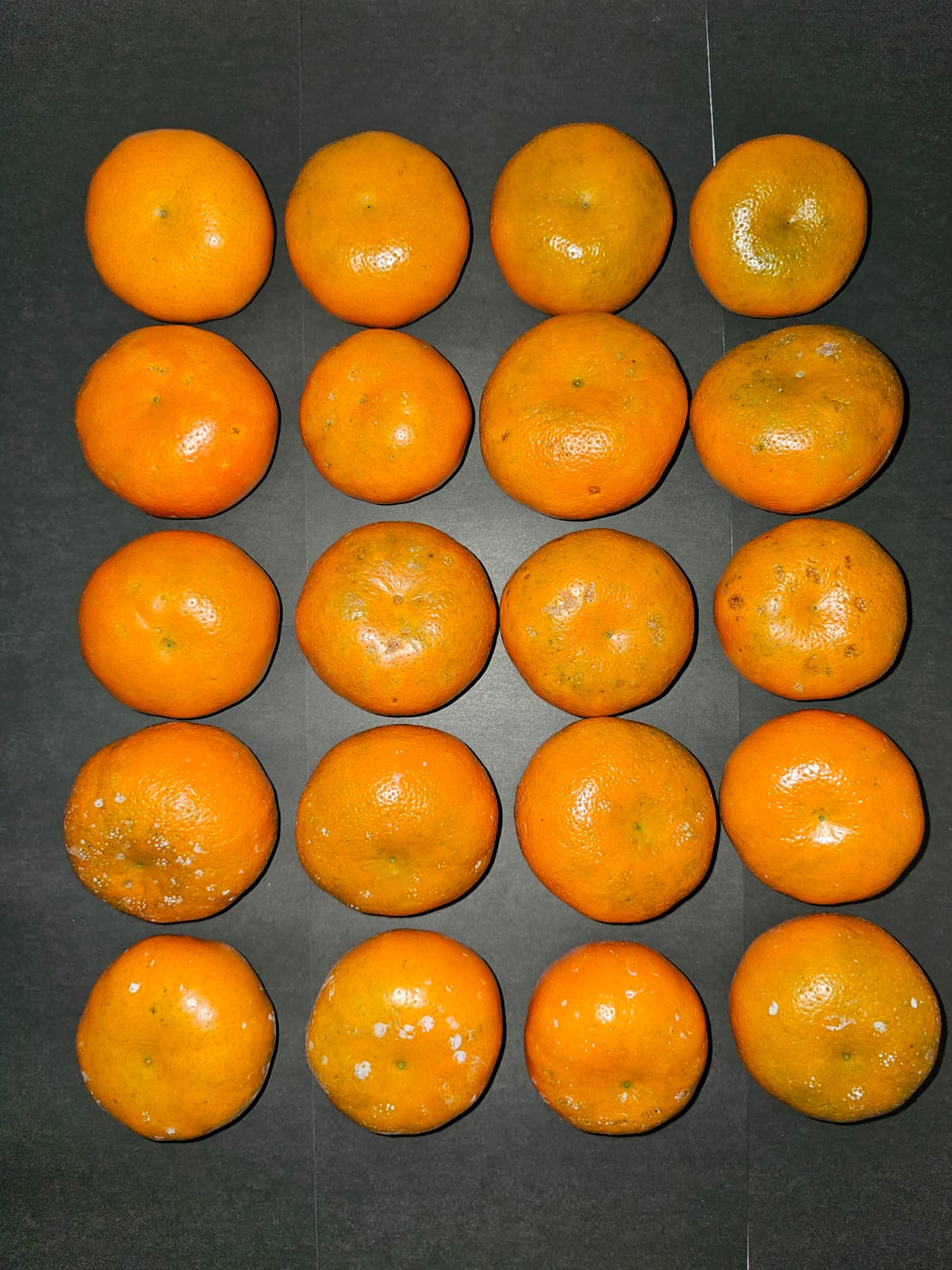 Twenty citrus fruits laid out in a grid for quality and decay assessment