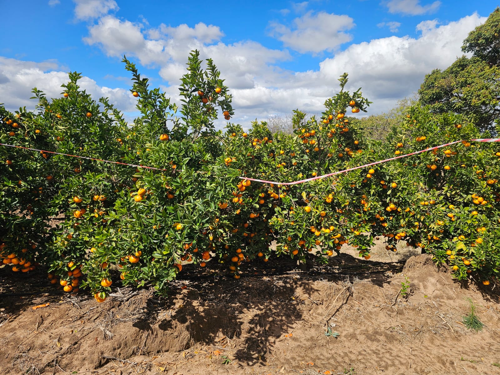 Citrus canopy laden with fruit under orchard light
