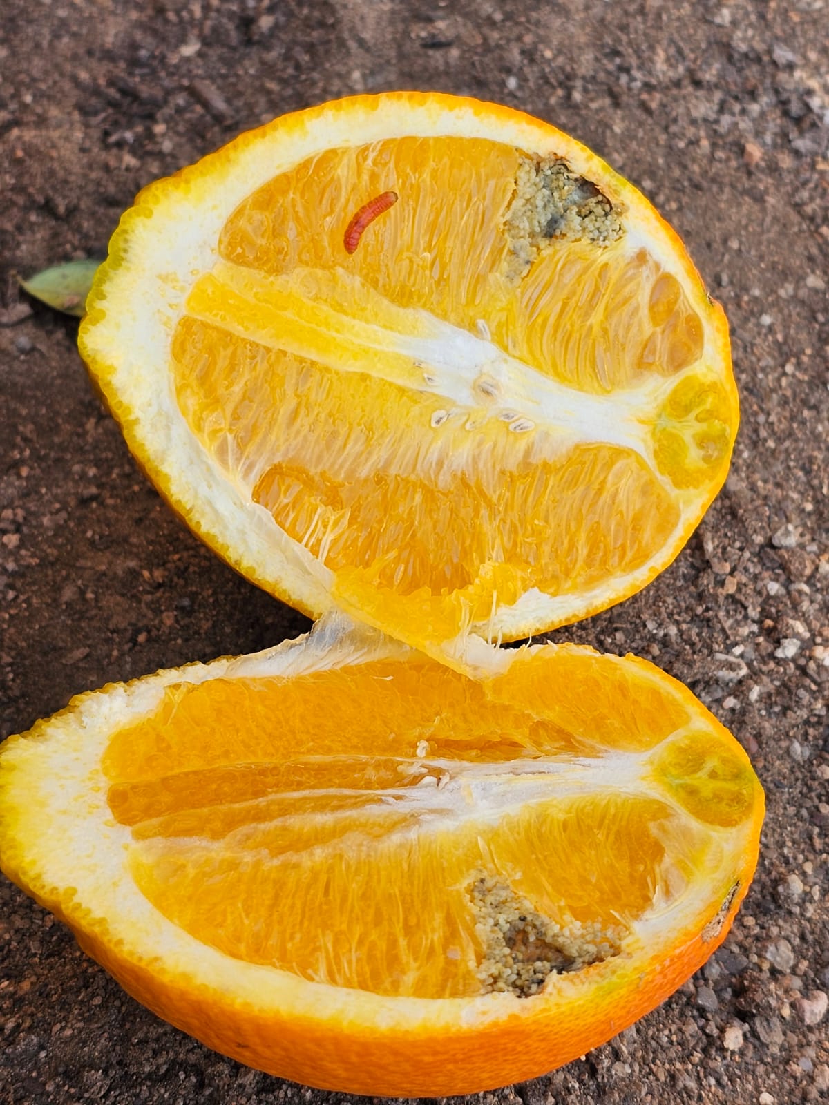 Orange cut open on soil, showing internal larval damage and a pink larva on the pulp