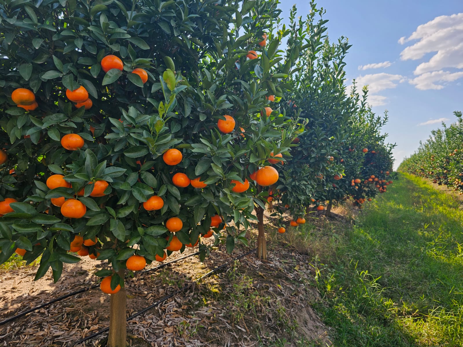 Citrus rows heavy with ripe fruit under a blue sky, with drip irrigation along the trunks