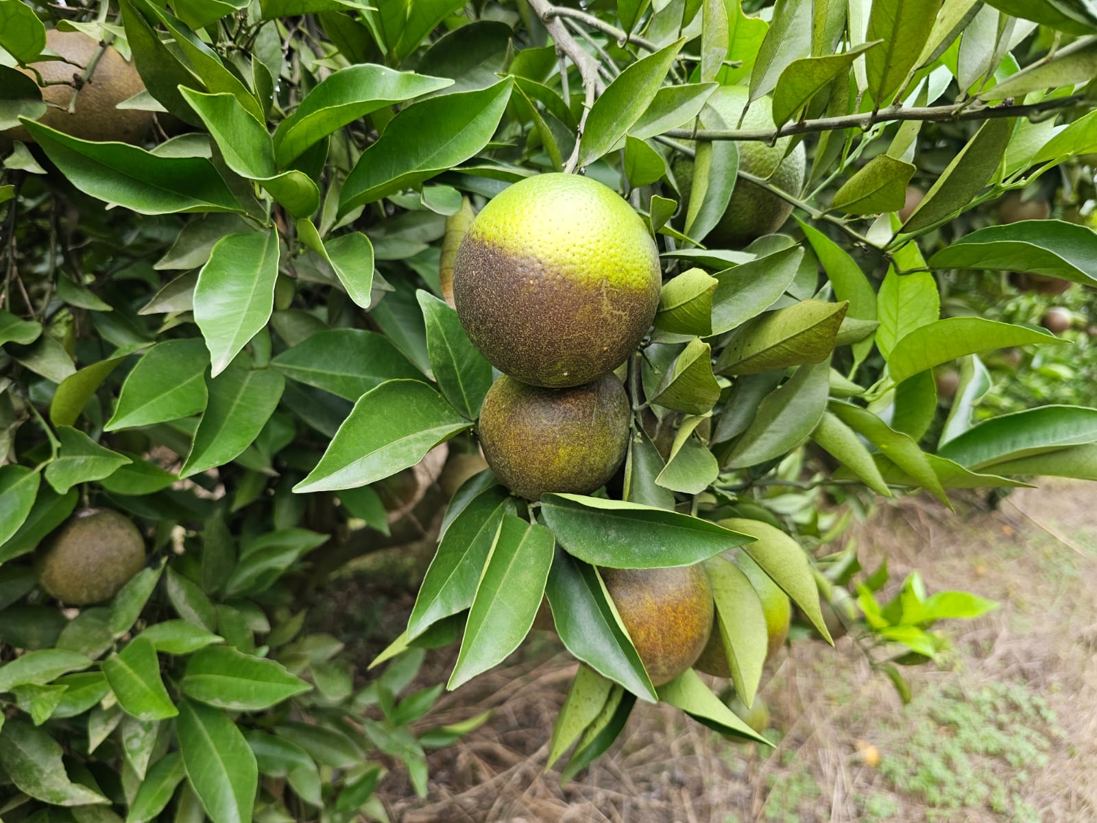 Cluster of citrus fruit with russeted, bronze skin damage among healthy leaves