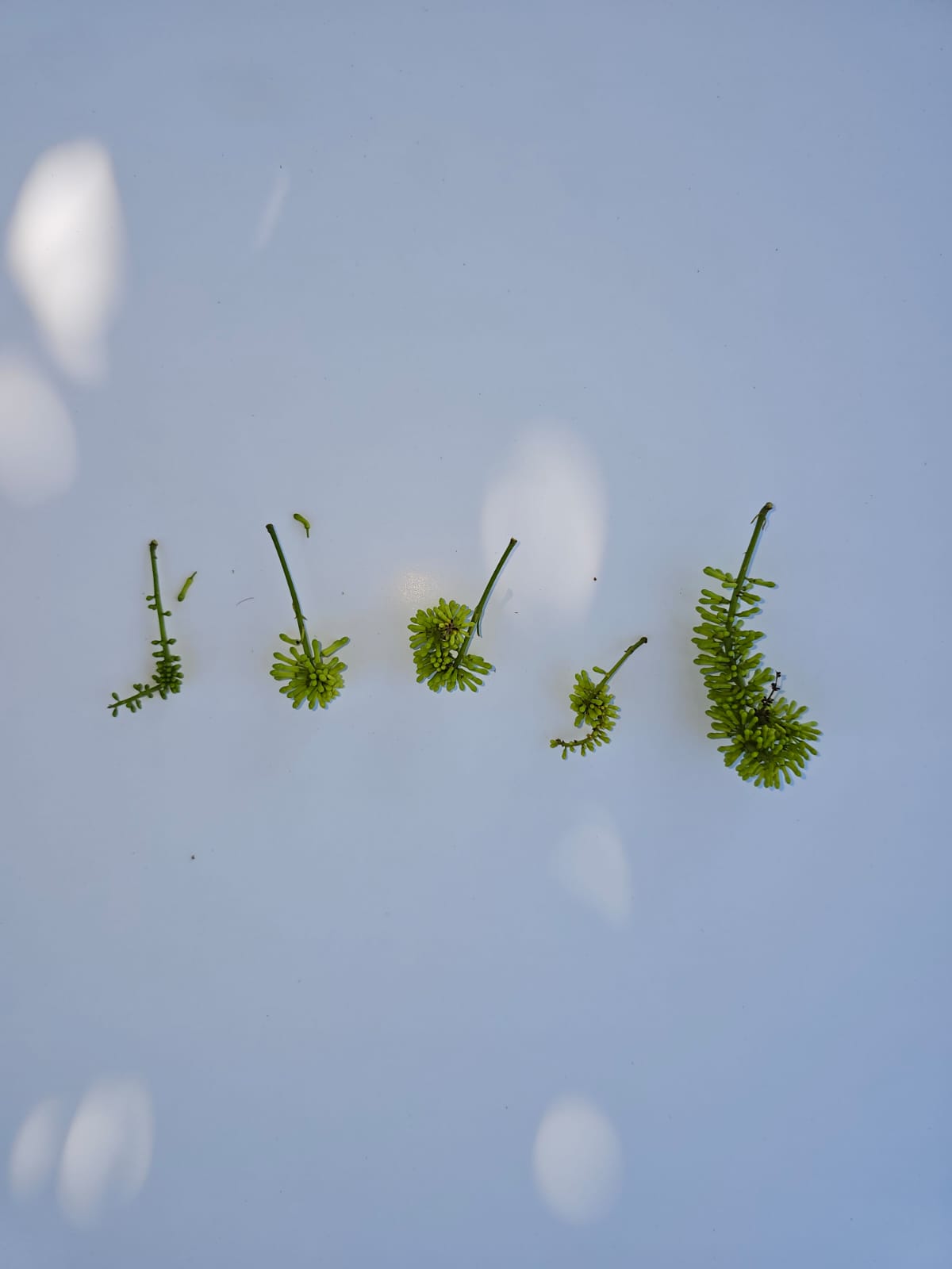 Five green crop inflorescence samples laid out for comparison