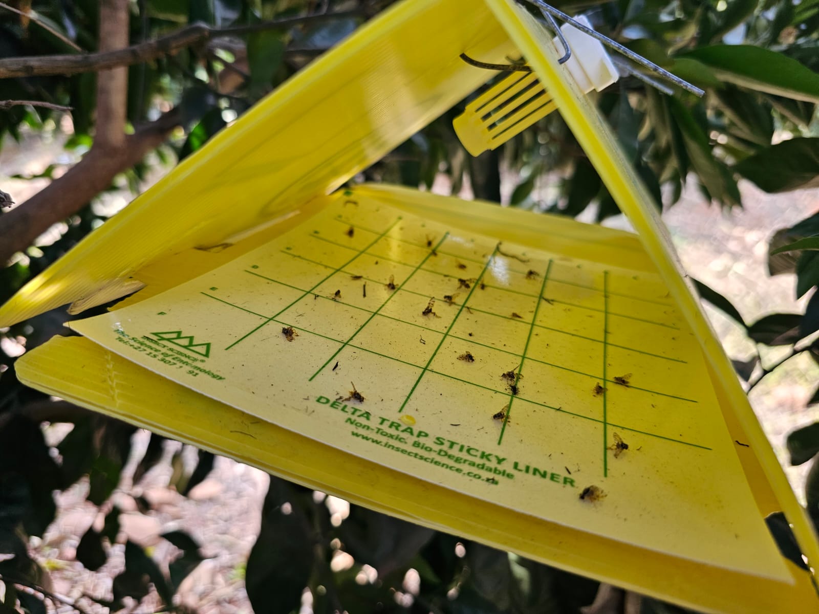 Yellow delta trap hanging in the canopy with a sticky liner holding captured insects