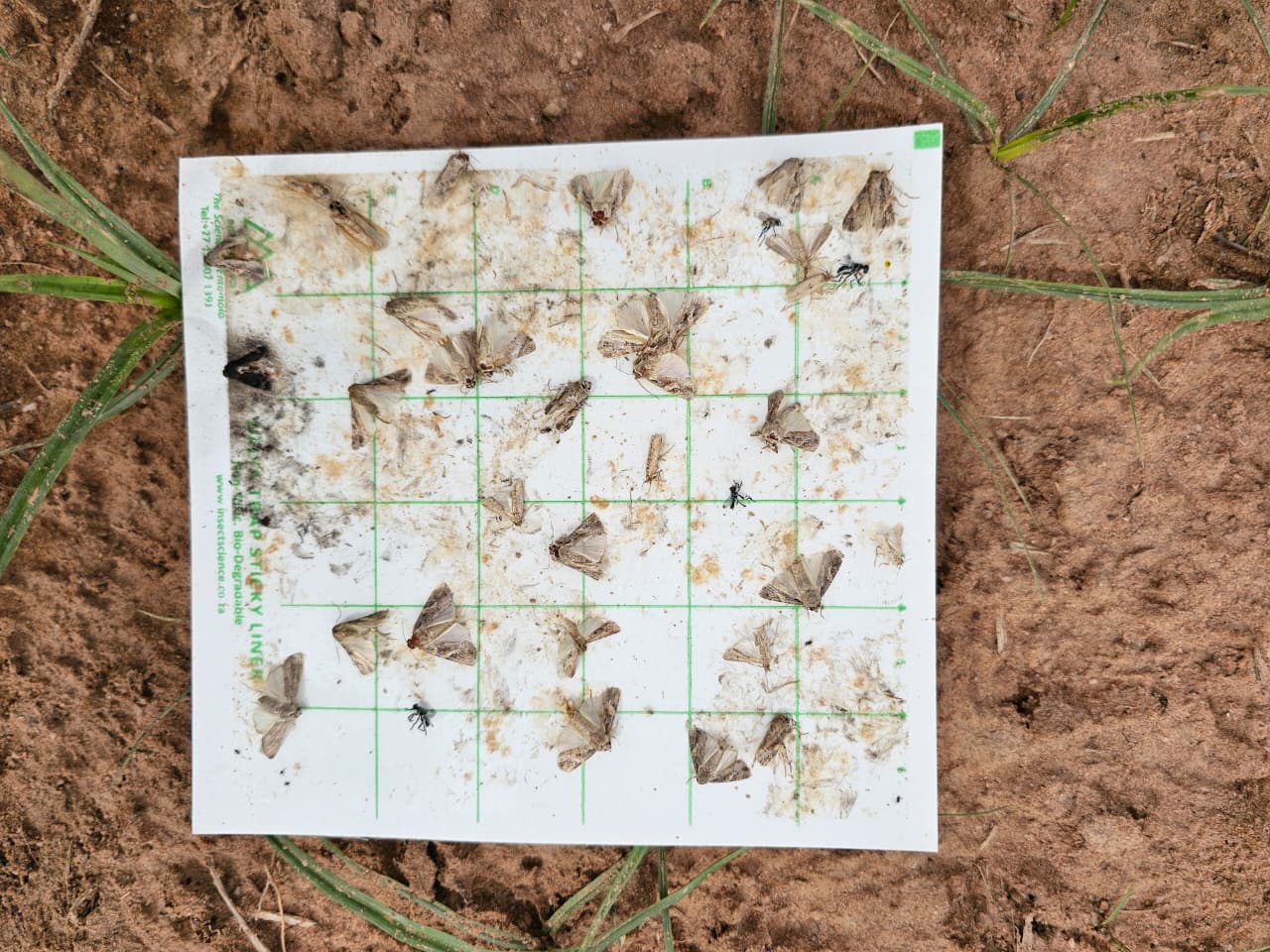 Delta-trap sticky liner on soil, marked with a grid and carrying captured moths