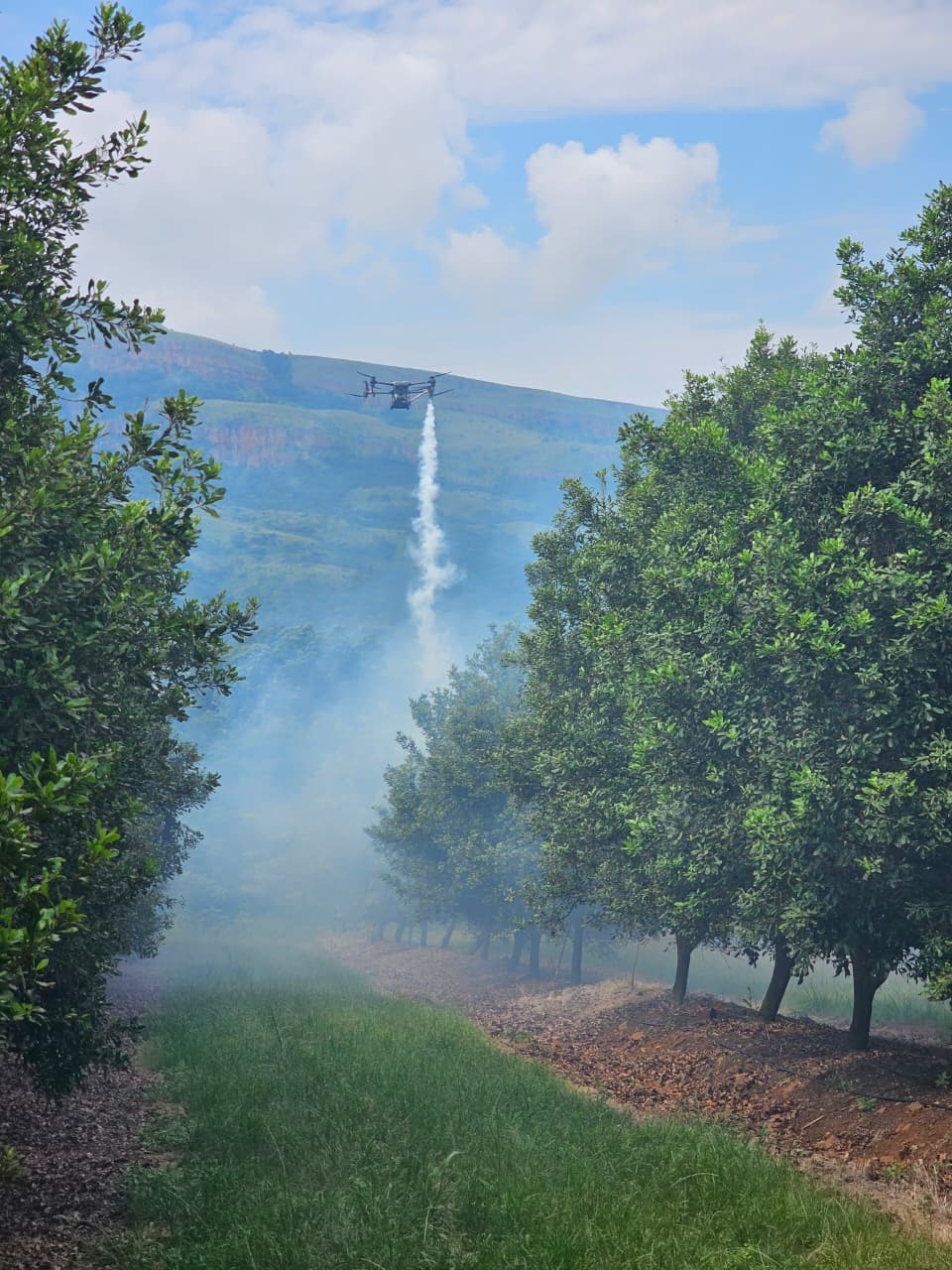 Agricultural spray drone applying a treatment between orchard rows with mountains behind