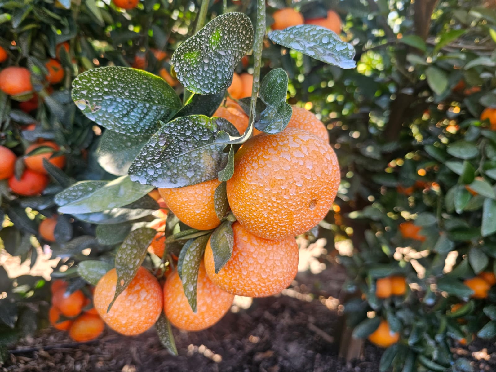 Citrus fruit and leaves showing a uniform dried foliar spray residue