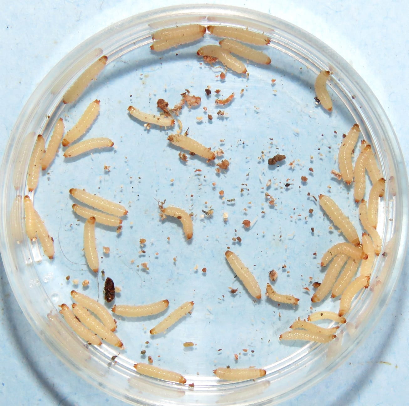 Larvae collected in a petri dish during a diagnostic assessment