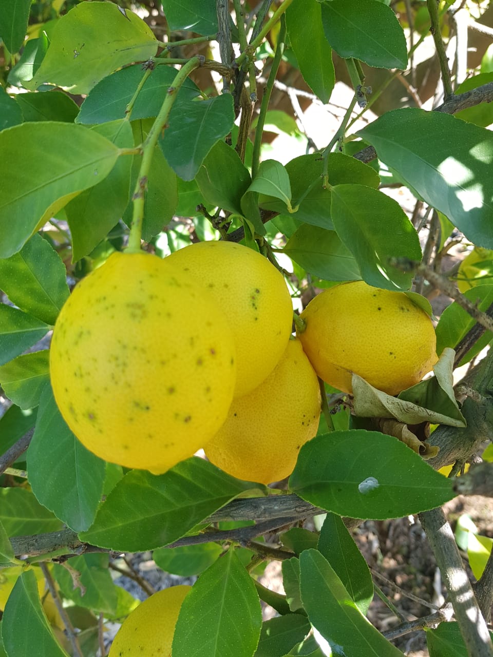 Ripe lemons hanging in a cluster among orchard foliage