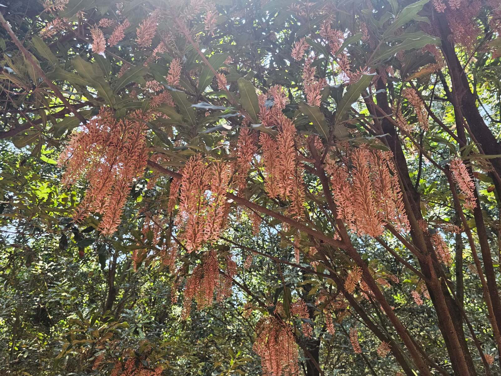 Macadamia racemes in bloom against healthy green foliage