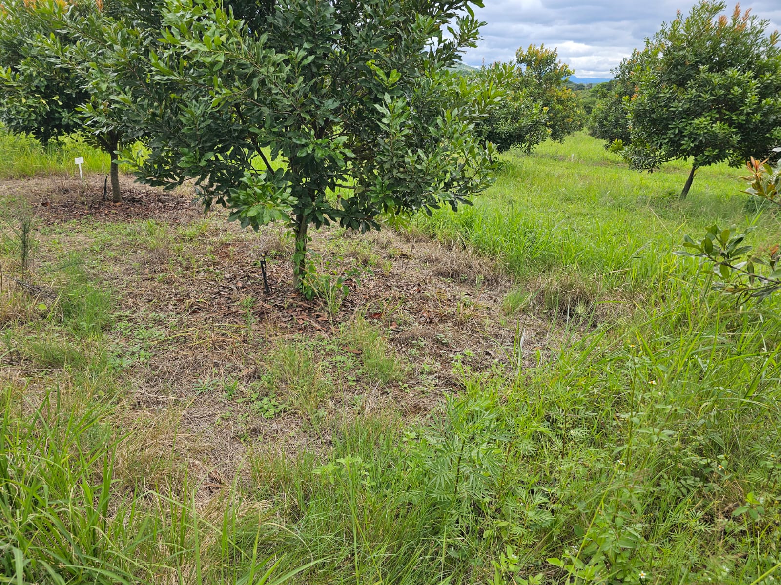 Young macadamia trees in a grassy orchard block with irrigation at the tree base