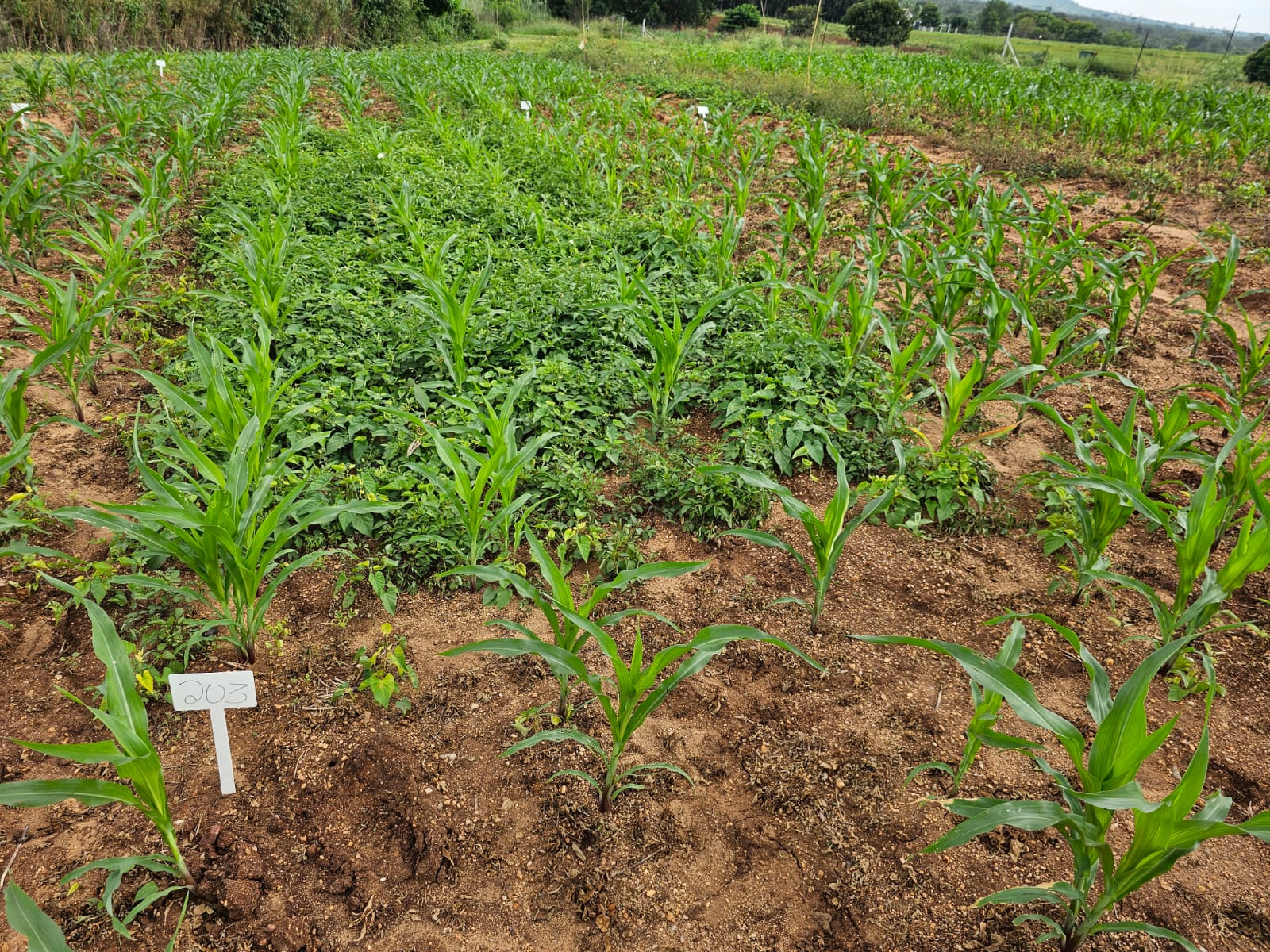 Maize trial rows showing a treated strip beside a weedy untreated patch, with plot marker 203