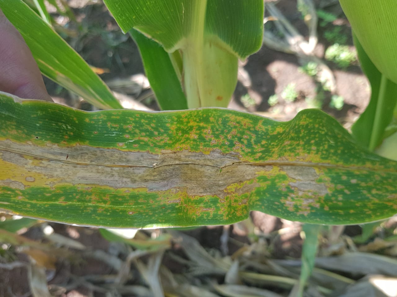 Maize leaf with a large necrotic lesion and surrounding chlorotic spotting