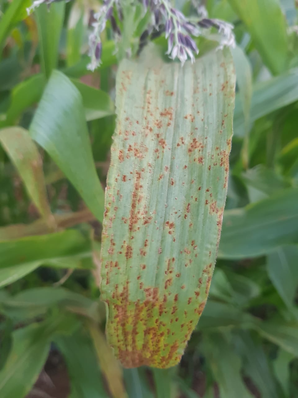 Maize leaf densely covered with reddish-brown rust pustules