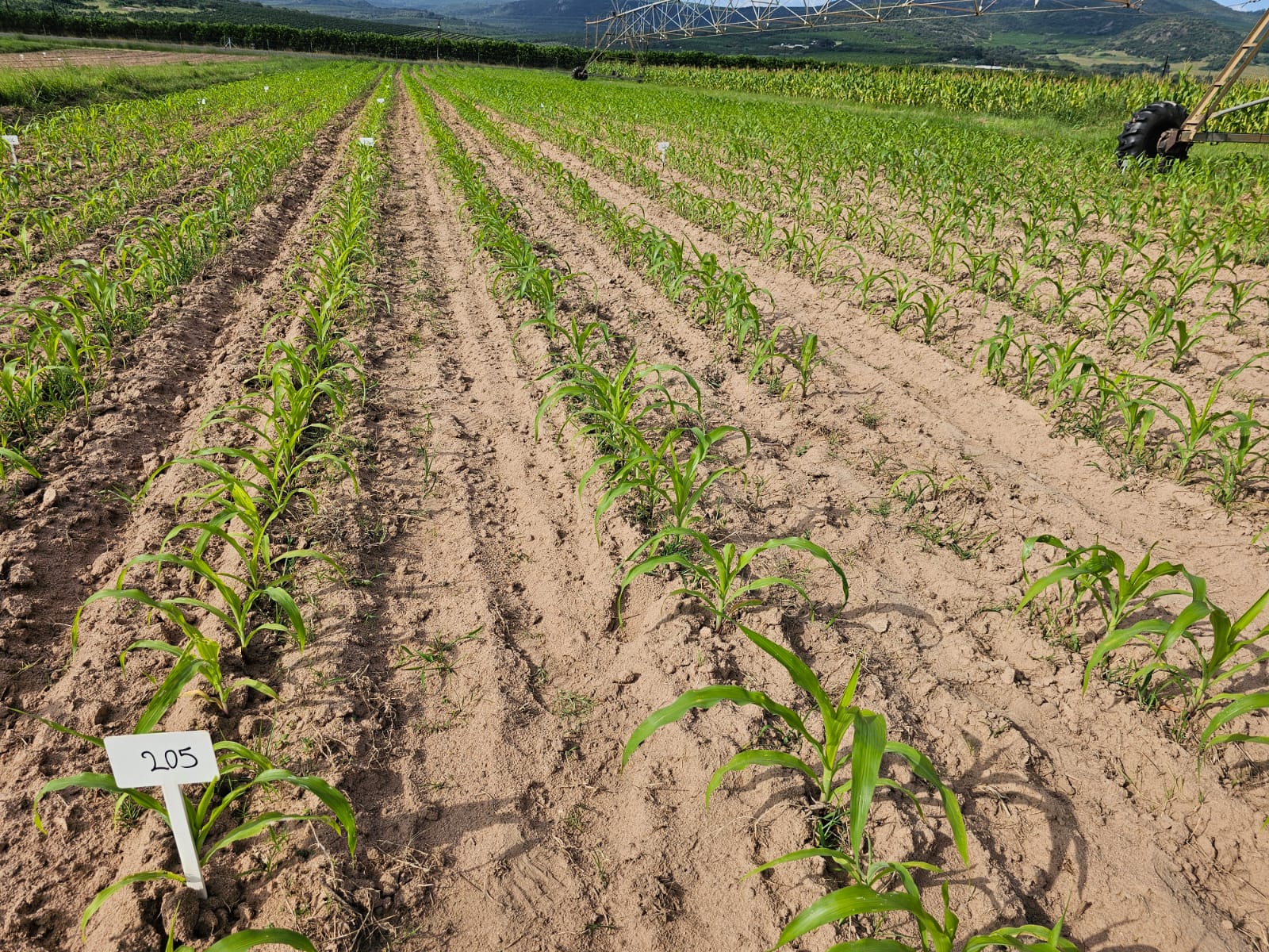 Young maize in marked trial rows with plot stake 205 and a centre-pivot irrigator behind