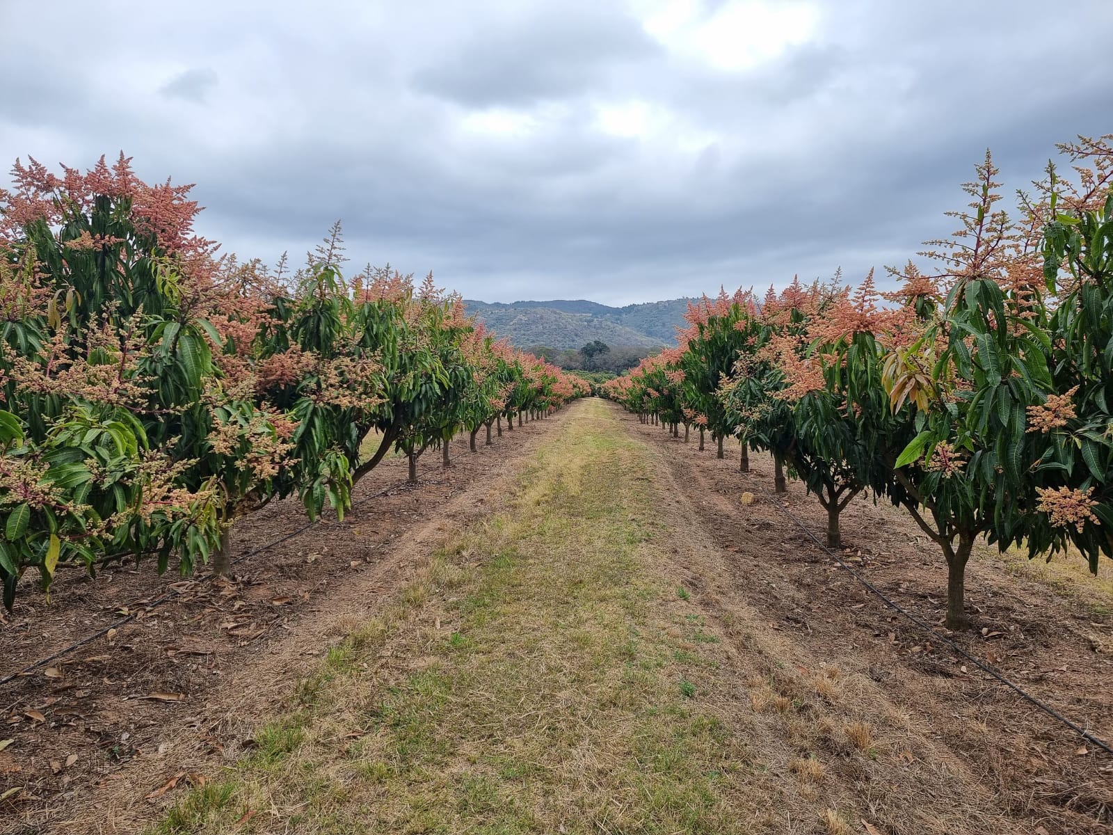 Mango orchard in flower, looking down a grassy inter-row toward distant hills