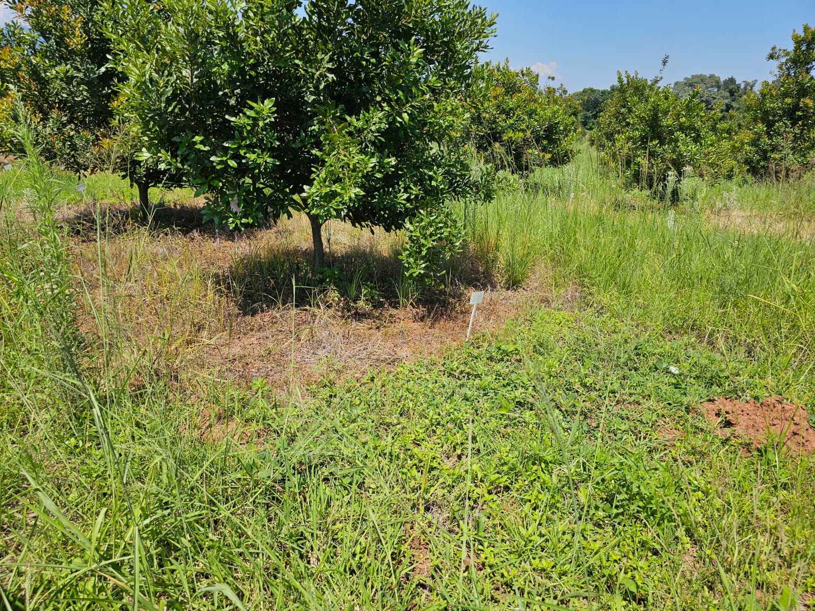 Managed orchard rows under open sky