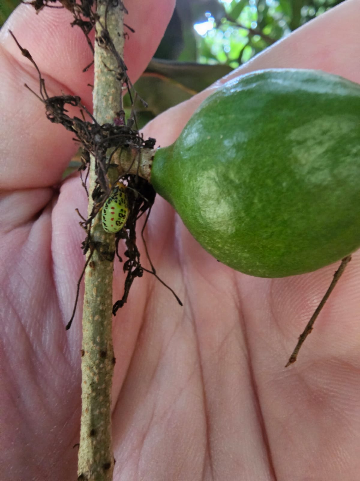 Hand-held inspection of a developing fruit and a pest nymph on the stem