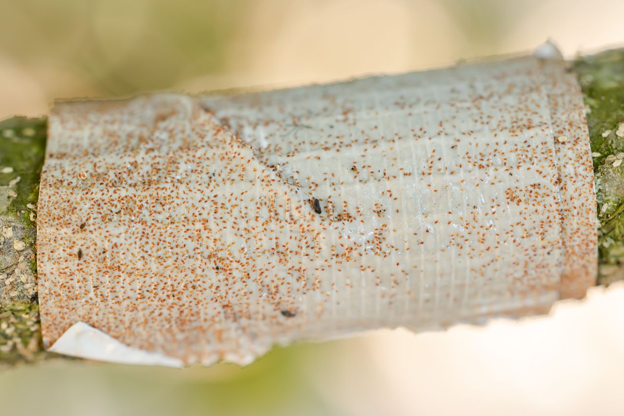 Sticky monitoring tape wrapped around a branch and densely covered with intercepted pests