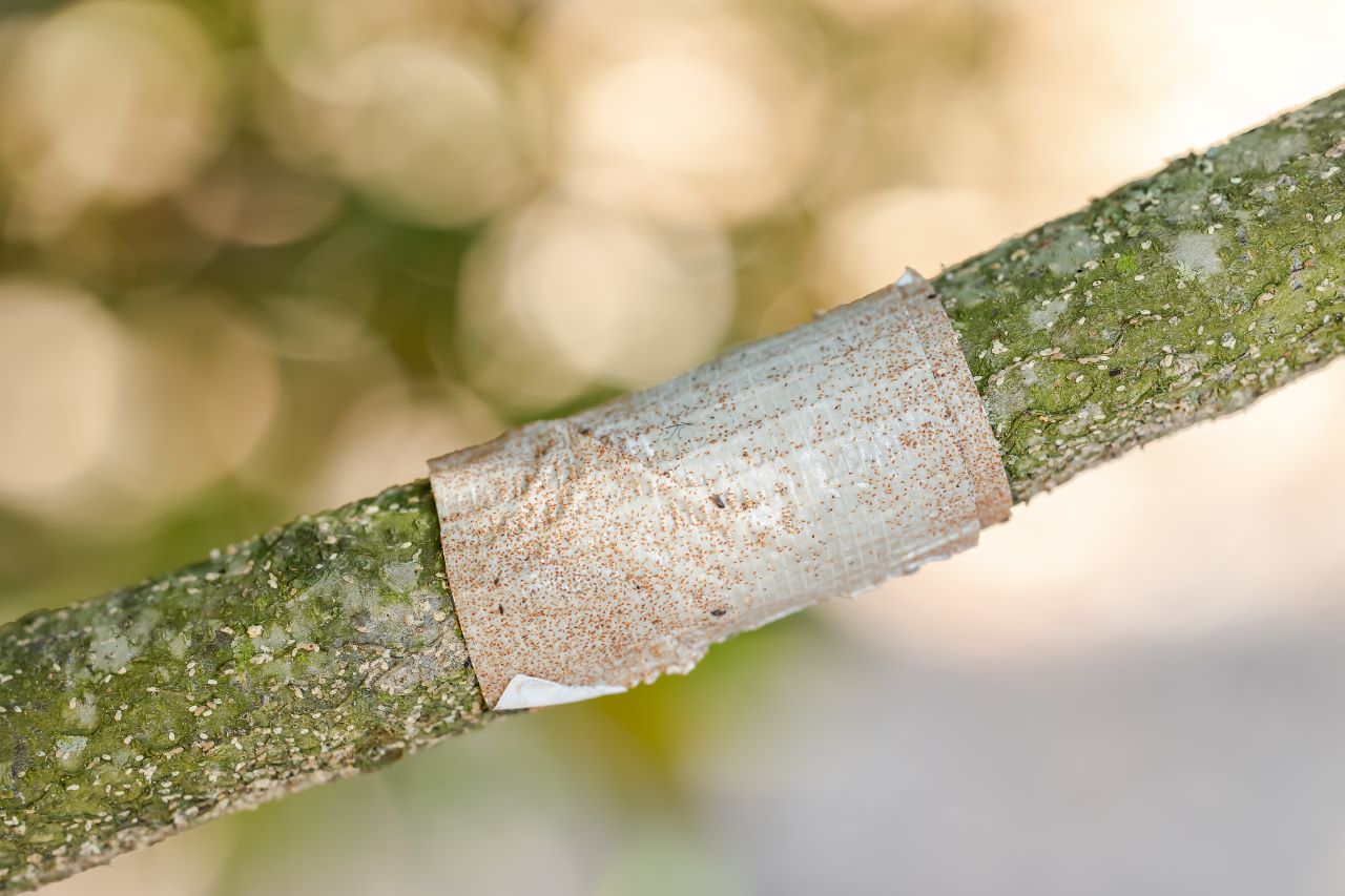 Close-up of adhesive trap tape used to quantify pest crawlers on a young tree