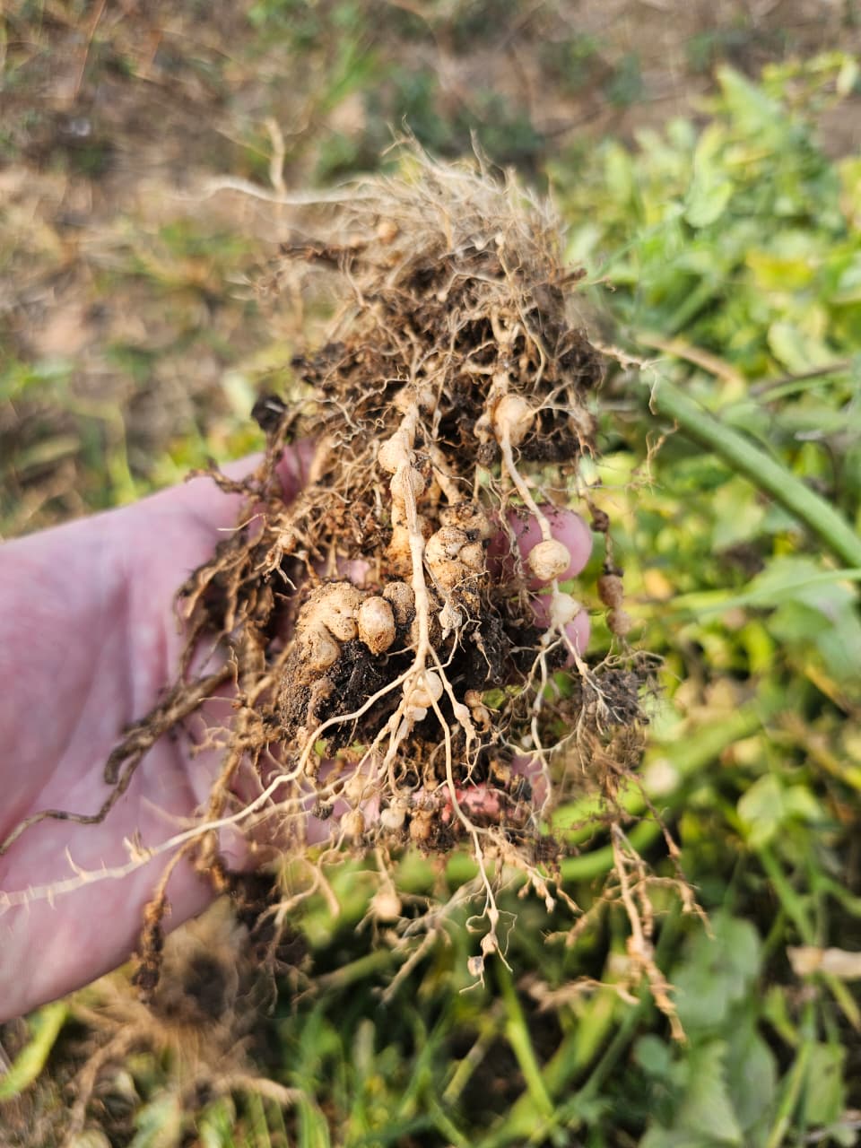 Hand holding a crop root system densely covered with nodules for field assessment