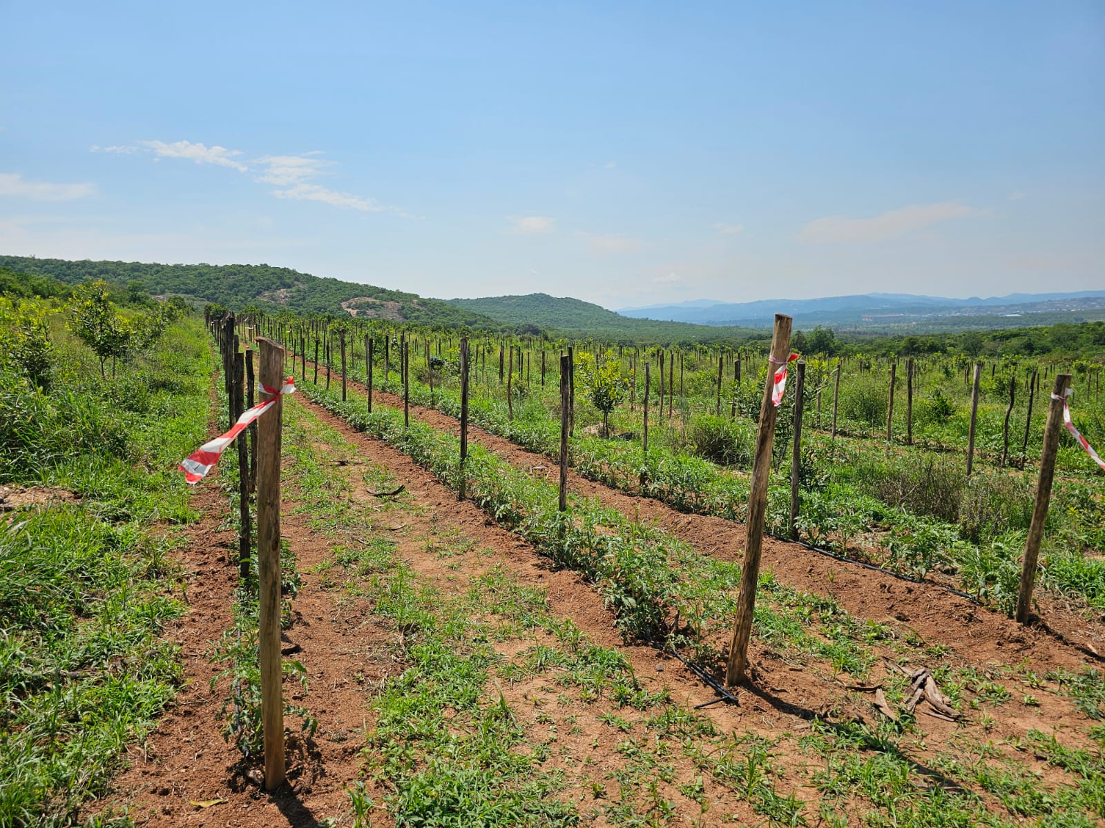 Staked crop rows with drip irrigation and red-and-white plot tape on a hillside trial