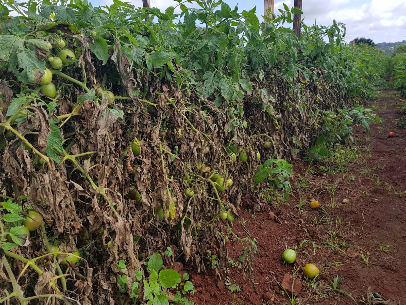 Tomato trial row with blighted foliage, green fruit, and trellis posts