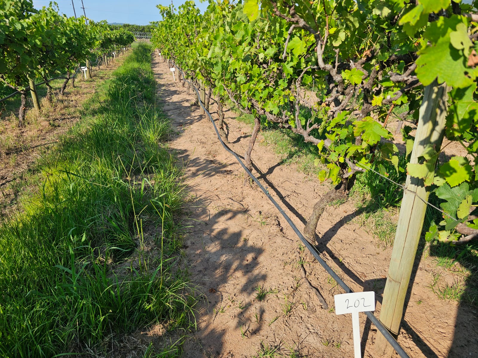Grapevine trial row with irrigation and a numbered plot marker 202