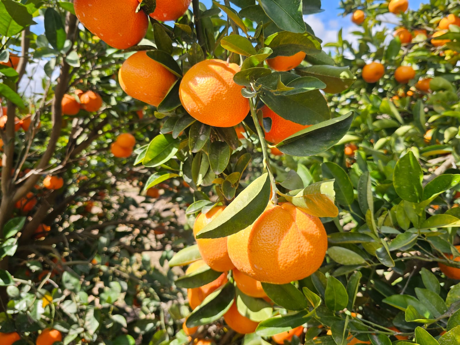Ripe citrus densely packed on a healthy tree